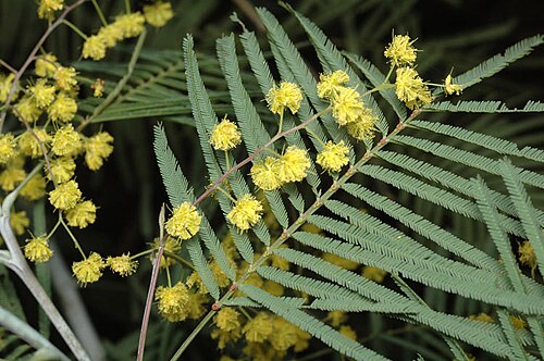 Acacia olsenii: Acacia olsenii in the Australian National Botanic Gardens