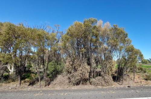 Yarran (Acacia omalophylla)