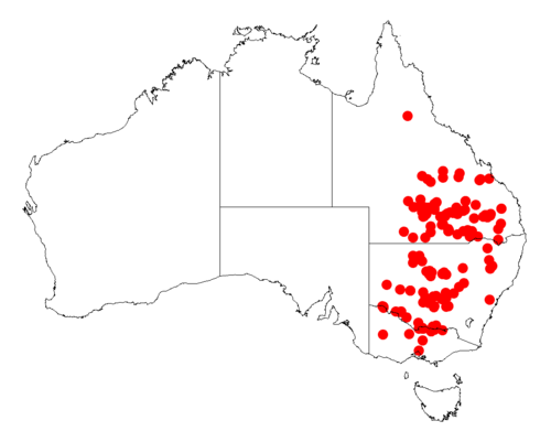 Yarran: Acacia omalophylla occurrence data from Australasian Virtual Herbarium downloaded from https://doi.org/10.26197/5c0b1388984eb on 8 December 2018