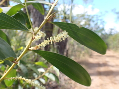 Acacia oncinocarpa (Acacia oncinocarpa)