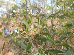 Acacia oncinocarpa (Acacia oncinocarpa)