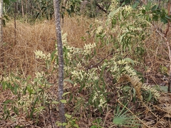 Acacia oncinocarpa (Acacia oncinocarpa)