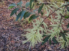Acacia oncinocarpa (Acacia oncinocarpa)