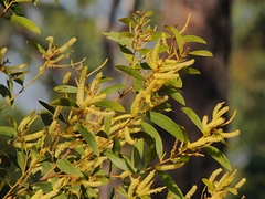 Acacia oncinocarpa (Acacia oncinocarpa)