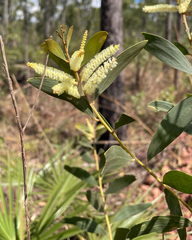 Acacia oncinocarpa (Acacia oncinocarpa)