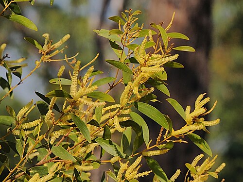 Acacia oncinocarpa: Acacia oncinocarpa
