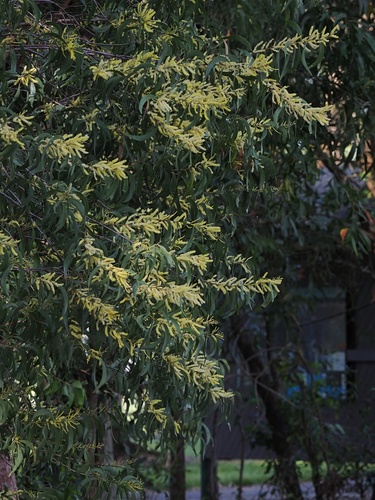 Acacia oncinocarpa (Acacia oncinocarpa)