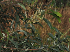 Acacia oncinocarpa (Acacia oncinocarpa)