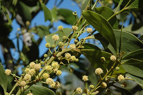 Acacia oraria: Acacia oraria in the Mount Annan Botanic Gardens