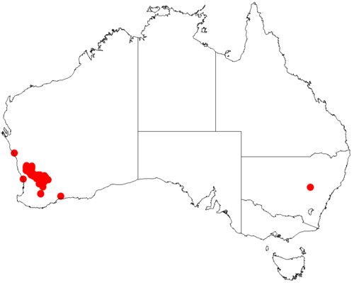 Acacia orbifolia: Acacia orbifolia occurrence data from Australasian Virtual Herbarium downloaded from https://doi.org/10.26197/5c0b1388984eb on 8 December 2018