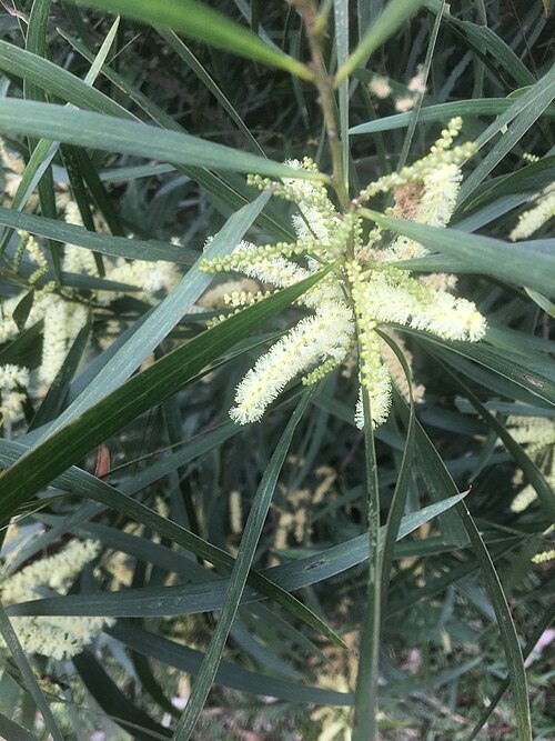 Acacia orites: Acacia orites near Springbrook