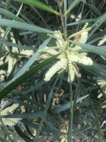 Acacia orites (Acacia orites)