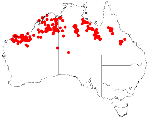 Acacia orthocarpa: Acacia orthocarpa occurrence data from Australasian Virtual Herbarium downloaded from https://doi.org/10.26197/5c0b1388984eb on 8 December 2018