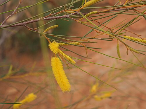 Acacia orthocarpa: Acacia orthocarpa about 200km ssw of Marble Bar