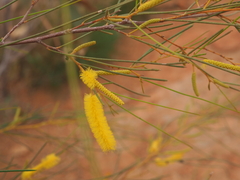 Acacia orthocarpa (Acacia orthocarpa)
