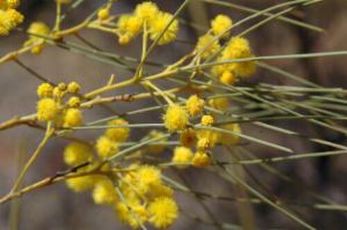 Acacia pachyacra: Acacia pachyacra near the Great Northern Highway, 8 km N from Kumarina Roadhouse, Western Australia