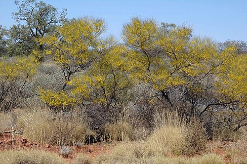 Acacia pachyacra: Acacia pachyacra near the Great Northern Highway, 8 km N from Kumarina Roadhouse, Western Australia