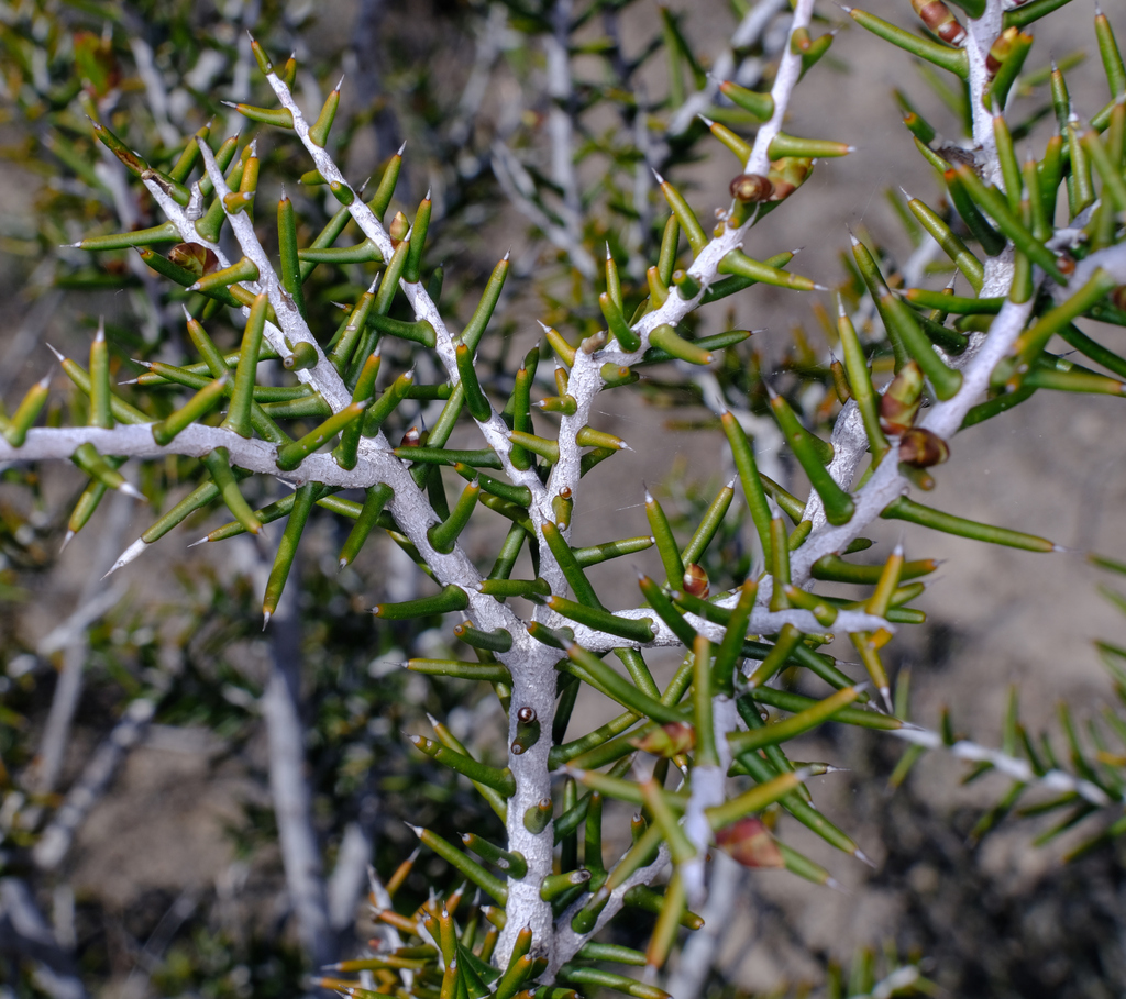 Acacia pachypoda (Acacia pachypoda)