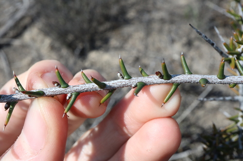 Acacia pachypoda (Acacia pachypoda)