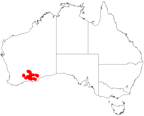 Acacia pachypoda: Acacia pachypoda Occurrence data from Australasia Virtual Herbarium downloaded from https://doi.org/10.26197/5c0b1388984eb on 8 December 2018