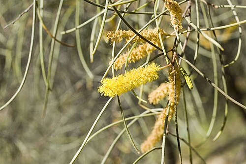 Acacia paraneura: Acacia paraneura in the Australian National Botanic Gardens
