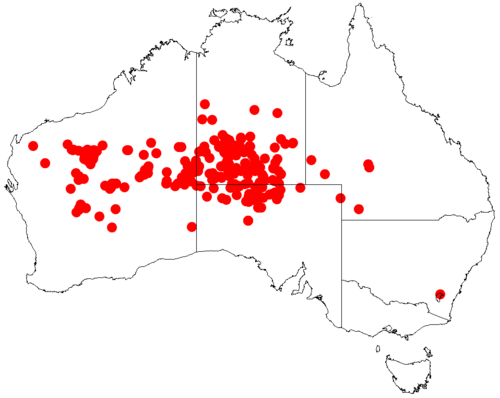 Acacia paraneura: Acacia paraneura occurrence data from Australasian Virtual Herbarium downloaded from https://doi.org/10.26197/5c06138894b on December 8 2018