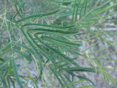 South Wales wattle (Acacia parramattensis)