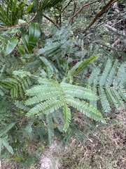 South Wales wattle (Acacia parramattensis)