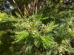 South Wales wattle (Acacia parramattensis)