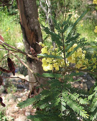 South Wales wattle: Parramatta Wattle ( Acacia parramattensis ), taken by me at Garigal National Park, Sydney