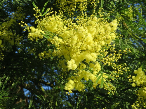 South Wales wattle (Acacia parramattensis)