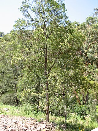 South Wales wattle: Parramatta Wattle ( Acacia parramattensis ) tree, taken by me at Garigal National Park, Sydney