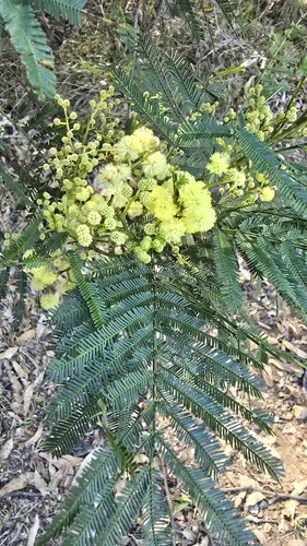 South Wales wattle (Acacia parramattensis)