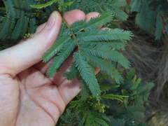 South Wales wattle (Acacia parramattensis)