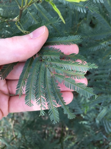 South Wales wattle (Acacia parramattensis)