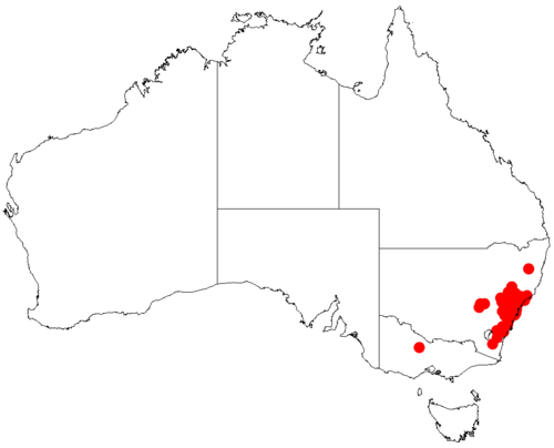 Silver-stem wattle: Acacia parvipinnula occurrence data from Australasian Virtual Herbarium downloaded from https://doi.org/10.26197/5c06138894b on December 8 2018