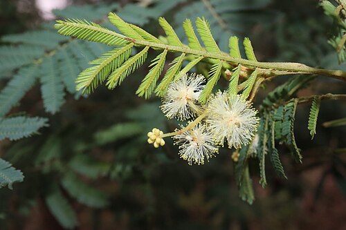 Silver-stem wattle: Acacia parvipinnula near Garrison Point Reserve, near Georges Hall
