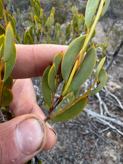 Acacia patagiata (Acacia patagiata)