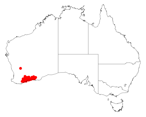 Acacia patagiata: Acacia patagiata occurrence data from Australasian Virtual Herbarium downloaded from https://doi.org/10.26197/5c06138894b on December 8 2018