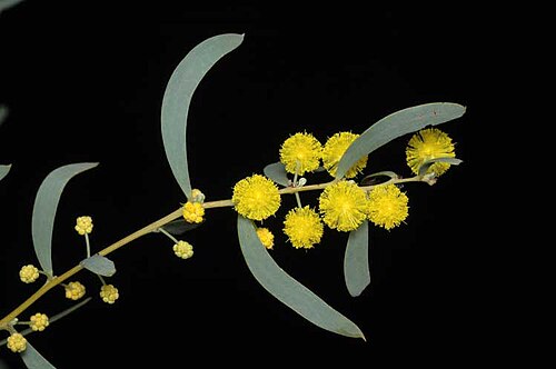 Acacia patagiata: Acacia patagiata in the Australian National Botanic Gardens