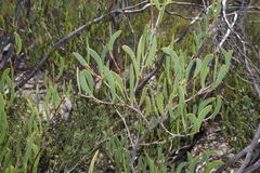 Acacia patagiata (Acacia patagiata)
