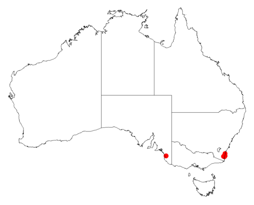 Acacia pedina: Acacia pedina occurrence data from Australasian Virtual Herbarium downloaded from https://doi.org/10.26197/5c06138894b on December 8 2018