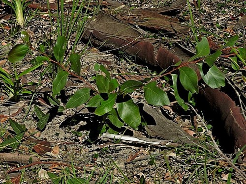 Acacia pedina (Acacia pedina)