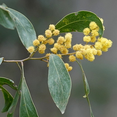 Acacia pedina (Acacia pedina)