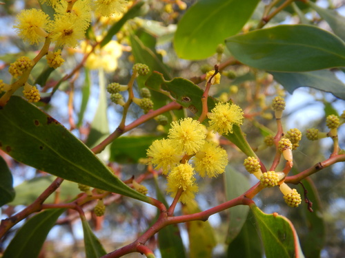 Acacia pedina (Acacia pedina)