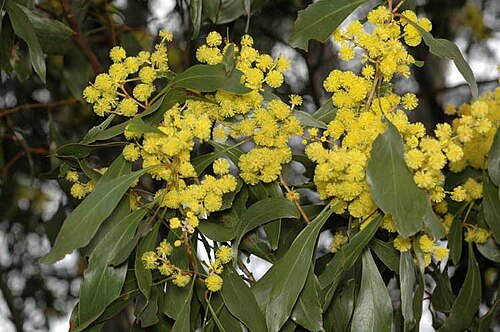 Acacia pedina: Acacia pedina in the Mount Annan Botanic Garden