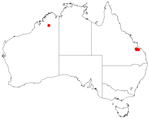 Acacia pedleyi: Acacia pedleyi occurrence data from Australasian Virtual Herbarium downloaded from https://doi.org/10.26197/5c06138894b on December 8 2018