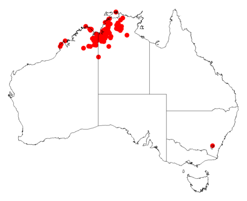 Acacia pellita: Acacia pellita occurrence data from Australasian Virtual Herbarium downloaded from https://doi.org/10.26197/5c06138894b on December 8 2018