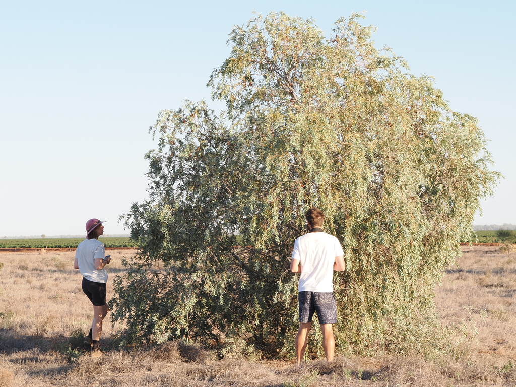 Balaar (Acacia pendula)