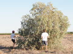 Balaar (Acacia pendula)